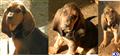 Bloodhound