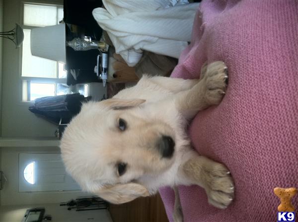 Puppies in MD