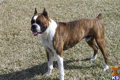 Stud Dogs - Boxer