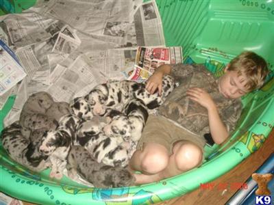 Great Dane Puppies in TX