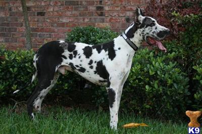 Stud Dogs - Great Dane