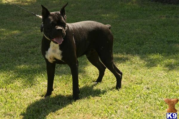 Dogs - Boxer