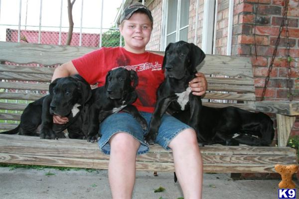 Puppies in Pasadena