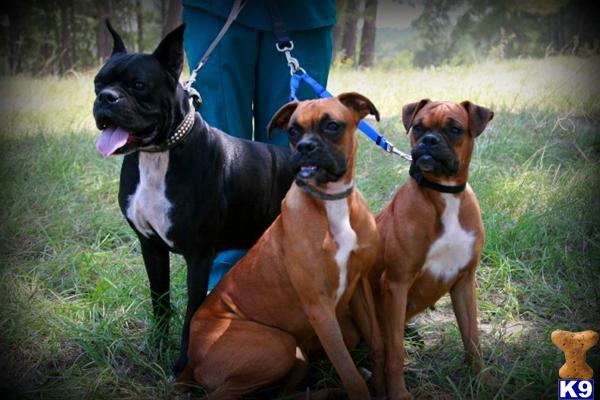 Dogs - Boxer