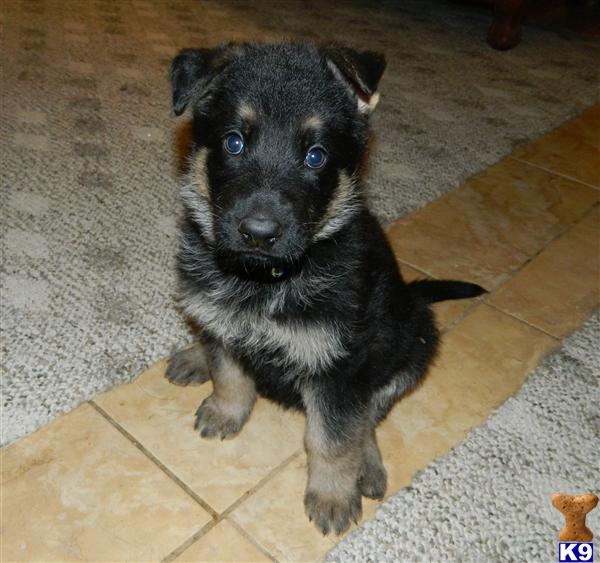 Puppies in Palmdale