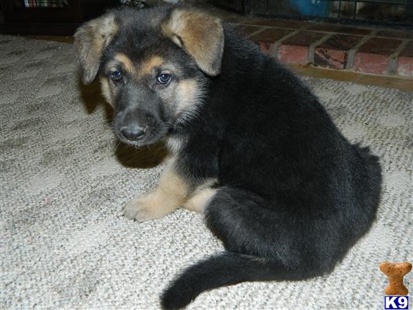 Puppies in Palmdale
