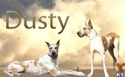 Dogs for Sale in TX