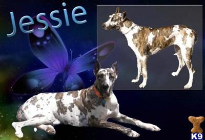 Dogs - Great Dane