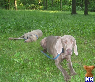 Stud Dogs - Weimaraner
