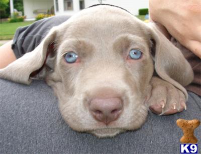 Puppies in IN
