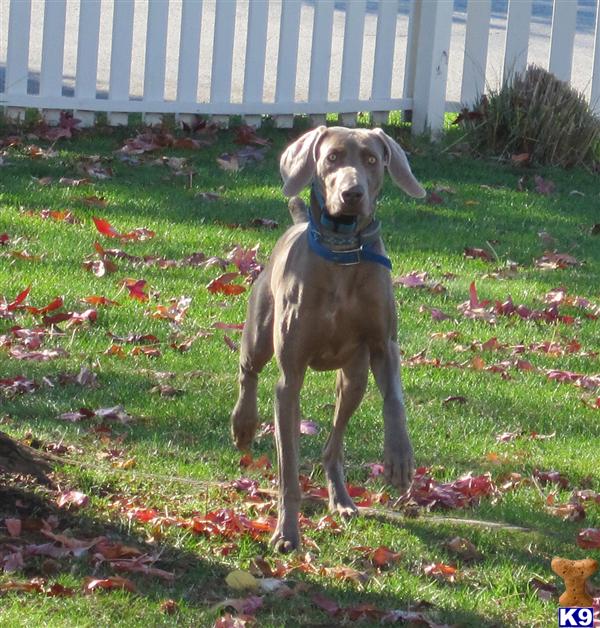 Stud Dogs - Weimaraner
