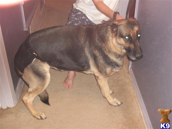 Female Dogs