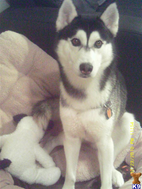 Stud Dogs - Siberian Husky