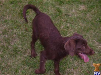 Dogs for Sale in OH