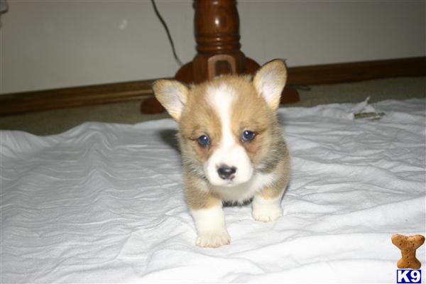 Pembroke Welsh Corgi Puppies