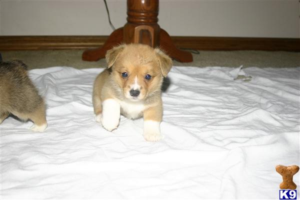 Pembroke Welsh Corgi Puppies