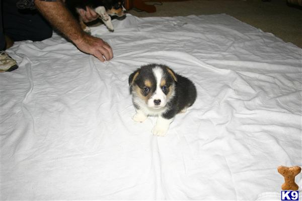 Pembroke Welsh Corgi Puppies