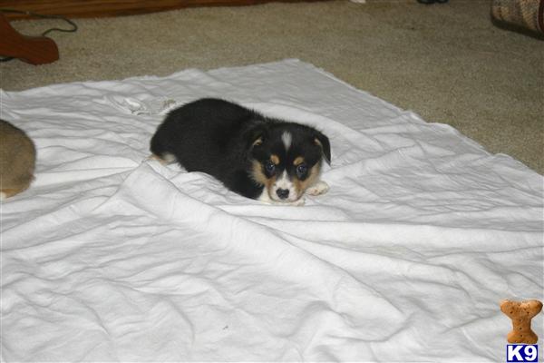 Pembroke Welsh Corgi Puppies
