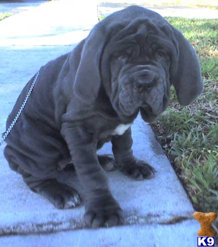 Neapolitan Mastiff Puppies