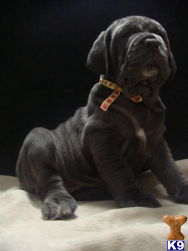 Neapolitan Mastiff Puppies