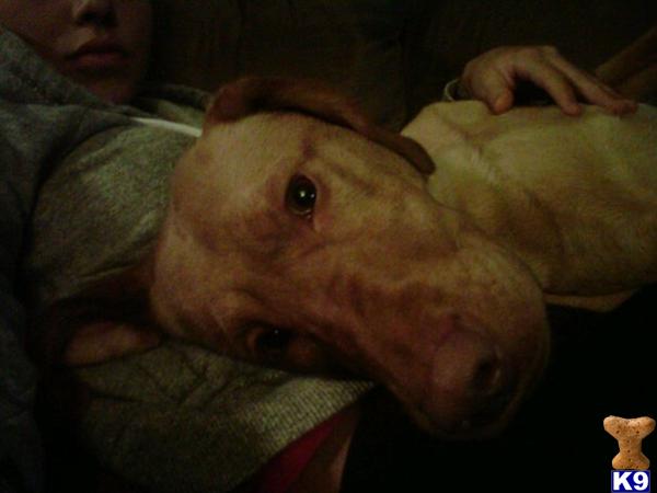 Stud Dogs in CT