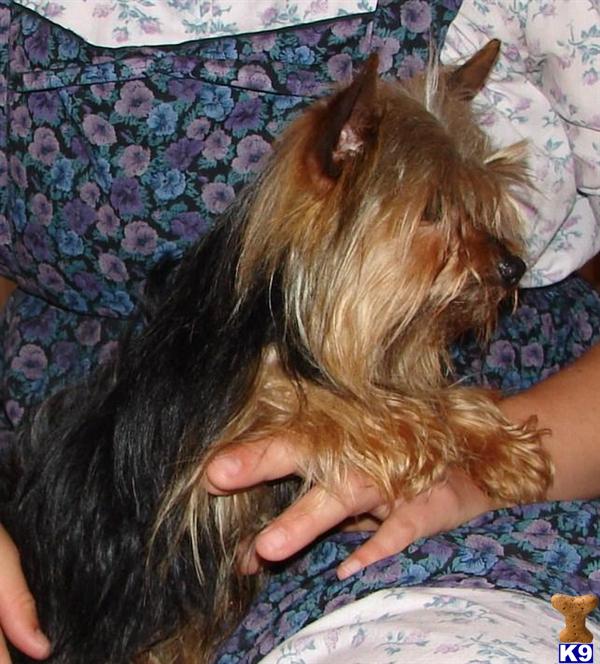Dogs - Yorkshire Terrier