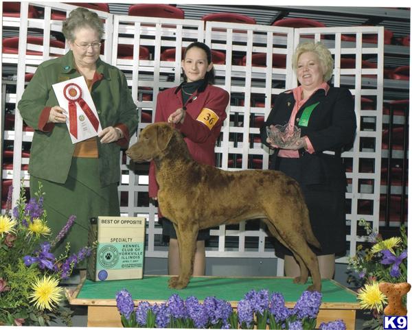 Chesapeake Bay Retriever Puppies