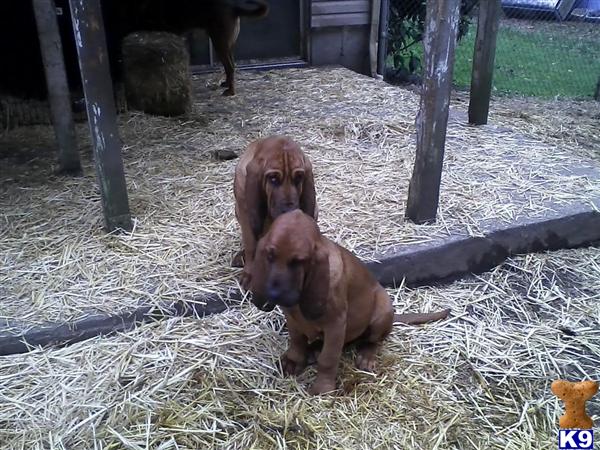 Bloodhound Puppies For Sale. Bloodhound Puppies in WA