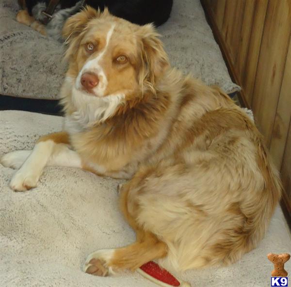 Stud Dogs - Australian Shepherd