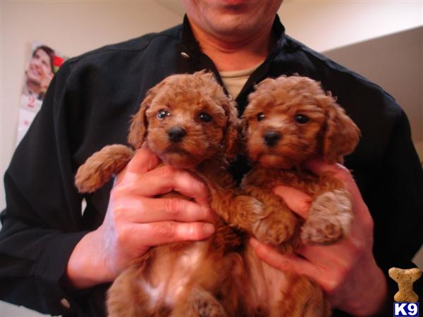 Puppies in Fresno