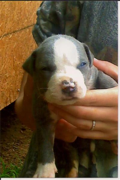 Puppies in GA