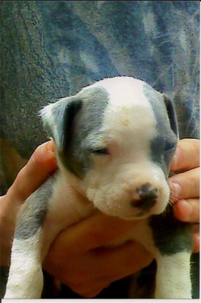 Puppies in GA