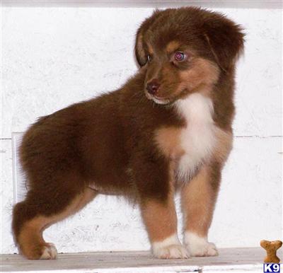 Australian Shepherd Puppies for Sale