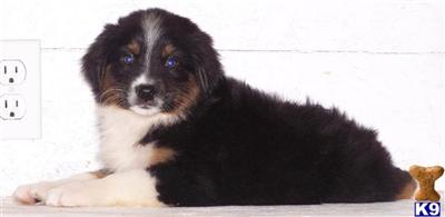 Australian Shepherd Puppies for Sale