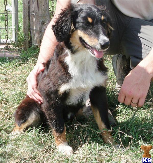 australian sheprador puppies for sale sheprador puppies for sale image search results australian sheprador puppies for sale sheprador puppies for sale image search results