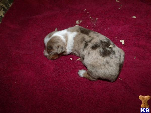 Australian Shepherd Puppies