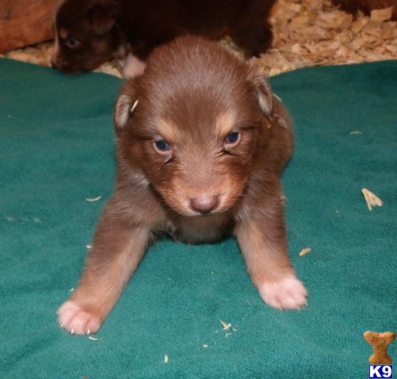 Australian Shepherd Puppies