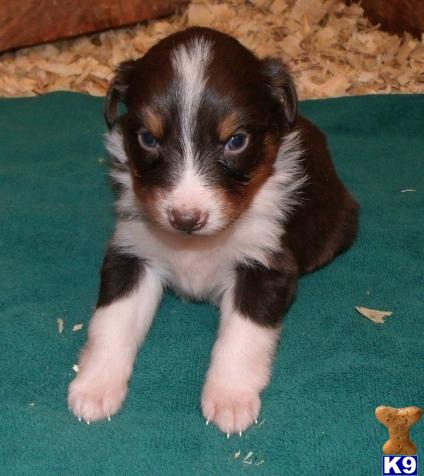 Australian Shepherd Puppies