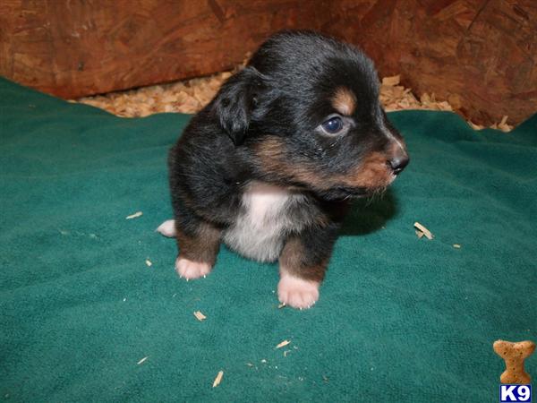Australian Shepherd Puppies