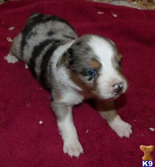 Australian Shepherd Puppies