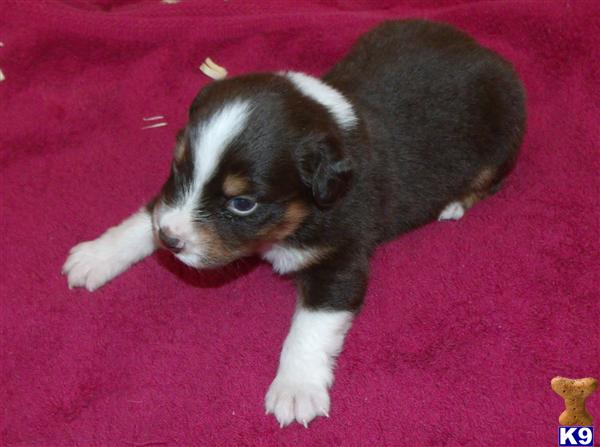 Australian Shepherd Puppies