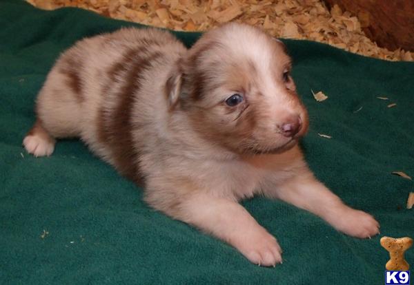 Australian Shepherd Puppies