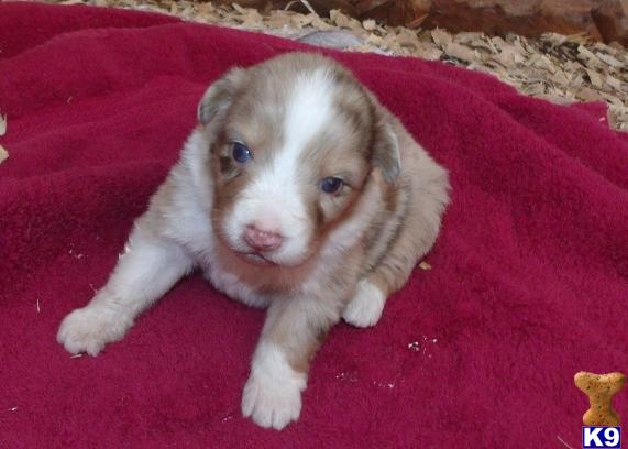 Australian Shepherd Puppies