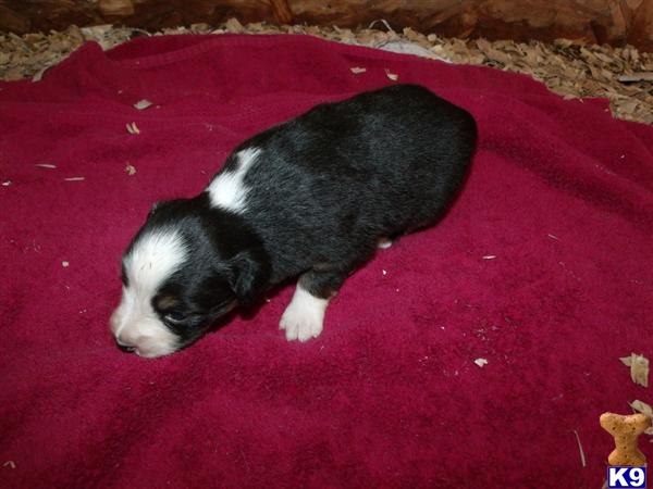 Australian Shepherd Puppies