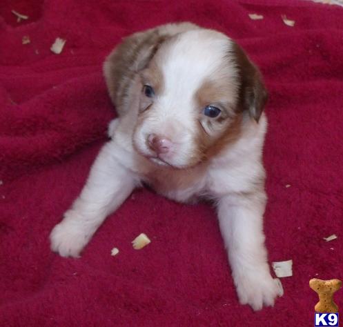 Australian Shepherd Puppies