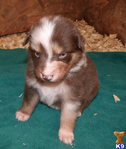 Australian Shepherd Puppies