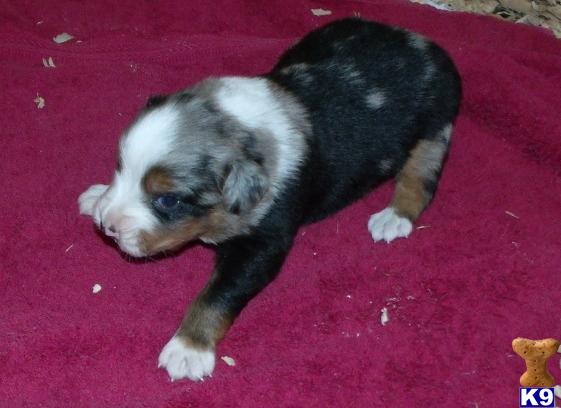 Australian Shepherd Puppies