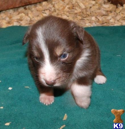 Australian Shepherd Puppies