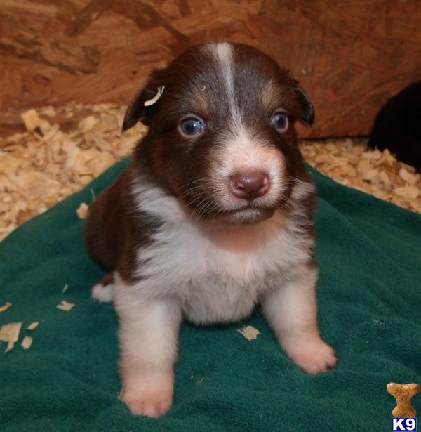 Australian Shepherd Puppies