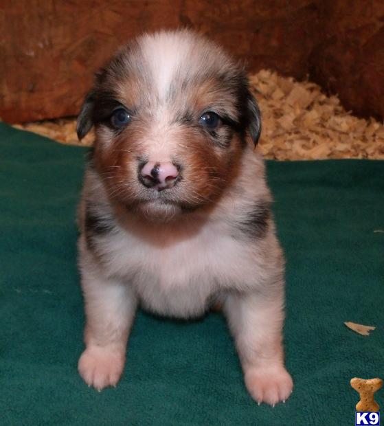 Australian Shepherd Puppies